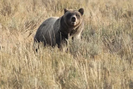 Hiker Injured by Grizzly in Wilderness Area Transported to Trauma Center