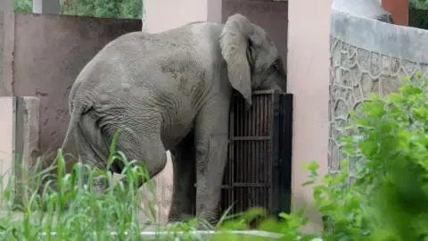 Lonely Existence and Death of Delhi’s Only Elephant from Africa