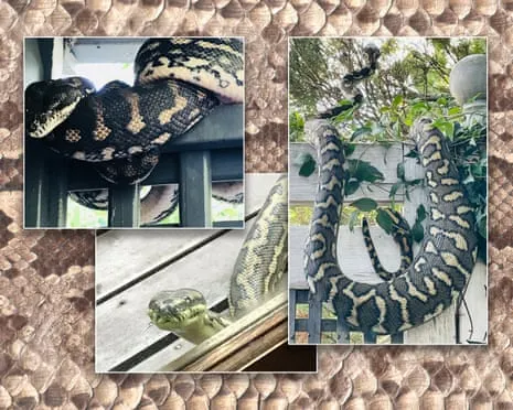 Accepting my Reptiles in the Overhead Space: An Evolution from Fear to Admiration