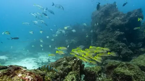 Crucial Oceans Treaty Hits Critical Threshold to Take Effect